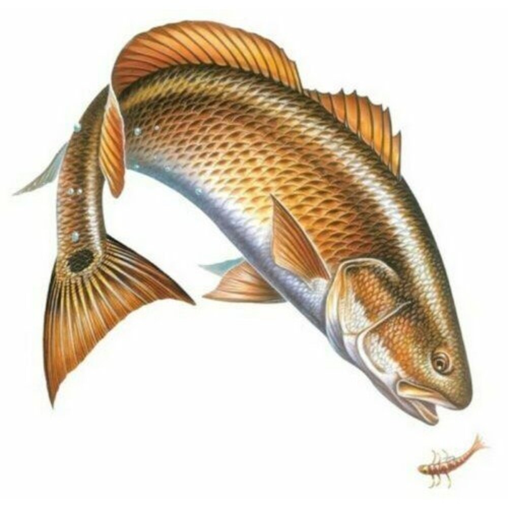 Magnetic Art Sign Redfish Car Truck Cabin Man Cave Fishing Lodge Hunting
